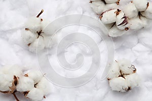 Cotton flowers on white fluffy background, flat lay Space for text