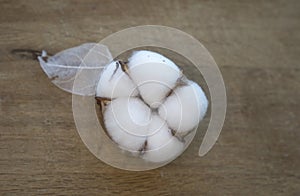 Cotton flowers on wood texture background