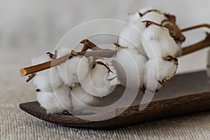 Cotton flowers on wooden plate