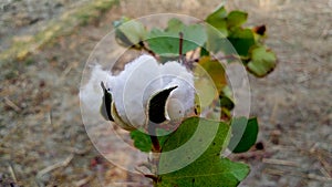 Cotton fruits buds close up