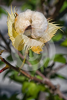 Cotton Gossypium arboreum. tree cotton photo