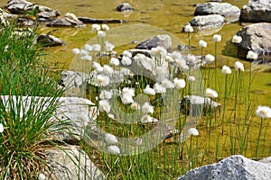 Cotton Grass