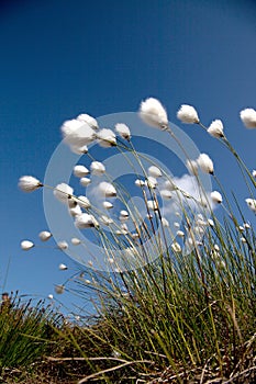 Cotton Grass