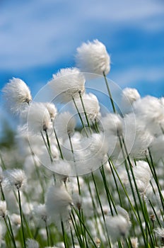 Cotton Grass