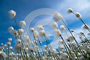 Cotton Grass