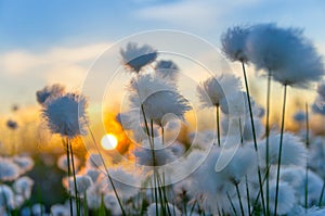 Cotton Grass