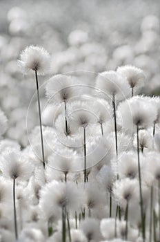 Cotton Grass