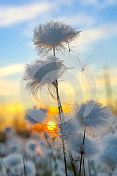 Cotton Grass