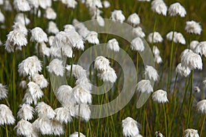 Cotton grass