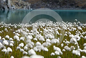 Cotton grass