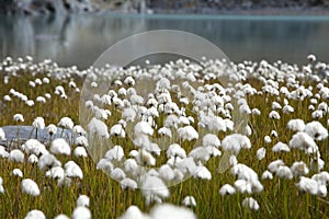 Cotton grass