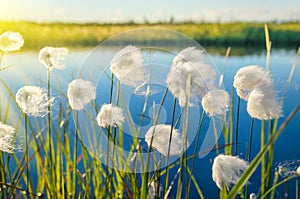 Cotton grass