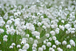 Cotton Grass