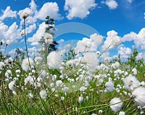 Cotton grass