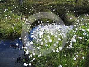 Cotton grass