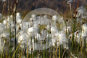 Cotton grass