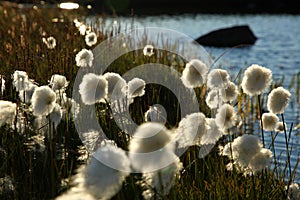 Cotton grass