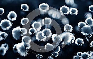 Cotton grass backlit