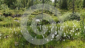 Cotton grass in bloom at Galtis mountain near Arjeplog in Sweden