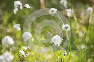 Cotton grass close up