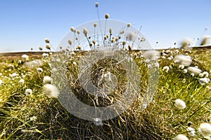 Cotton grass, Eriophorum angustifolium