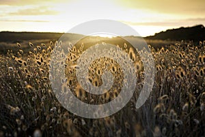 Cotton grass (Eriophorum) flowering coastal plants