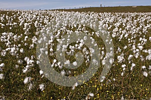 Cotton grass, Eriophorum vaginatum