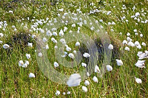 Cotton grass Eriophorum vaginatum