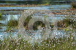 Cotton grass Eriophorum vaginatum and water in the Venner Moor