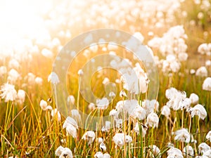 Cotton grass field on sunny day, Iceland