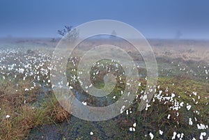 Cotton grass on marsh in fog