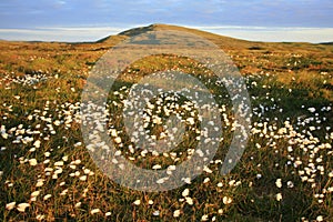 Cotton grass on moorland