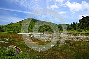 Cotton grass and mountain