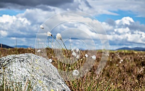 Cotton grass at Rannoch moor in the scottish highlands