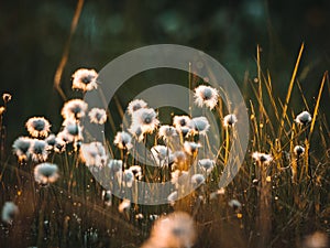 Cotton grass in the rays of evening sun on a swamp area