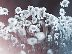 Cotton grass in the rays of light of the rising sun