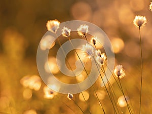 Cotton grass in the rays of sun at sunrise