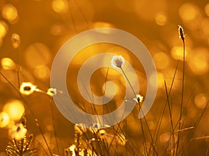 Cotton grass in the rays of sun on sunset. Nature background