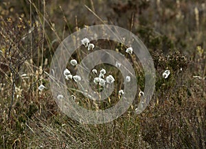 Cotton Grass