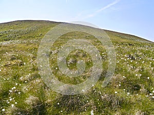 Cotton grass strewn mountainside