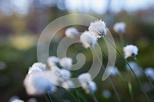 Cotton grass at sunlight