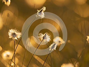 Cotton grass in the sunset light. Nature background