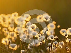 Cotton grass in the sunset light. Nature background