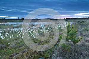 Cotton grass on swamp