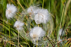Cotton grass in the swamp of Finland