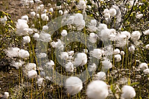 Cotton grass in the swamp on the green meadow. Marsh, bog, morass, fen, backwater, mire, slough... Wild plants in summer north