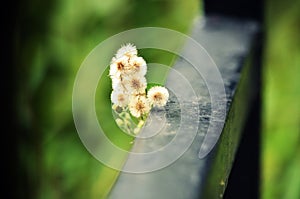 Cotton Grass