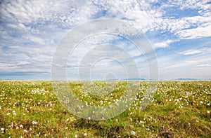 Cotton grass tundra