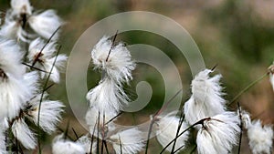 Cotton grass in the wind