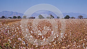 Cotton growing near Tzaneen